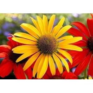  CONEFLOWER MAC N CHEESE / 1 gallon Potted Patio, Lawn 
