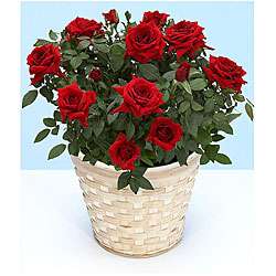 Valentines Day Pre order) Potted Red Rose Plant  
