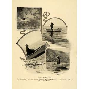  1906 Print 35 Pound Yellowtail Fish Fishing Fishermen 