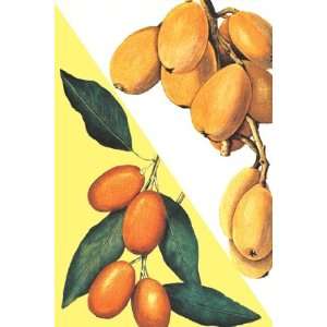  Kumquat   Poster (12x18)