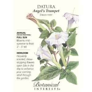  Datura Angels Trumpet Seeds   .20 grams Patio, Lawn 