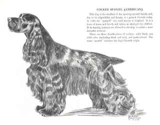 Cocker Spaniel   Vintage Dog Print   1958 G. Cook  