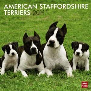  American Staffordshire Terriers 2011 Wall Calendar 12 X 