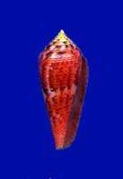 Conus granulatus   dark red gem  