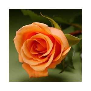   Roses Bright Orange  16 Inch / 36 cm Length Each Stem 