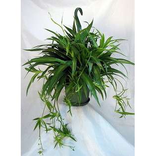 Hirts Spider Plant Shamrock Spider Plant   Easy to Grow   Cleans the 