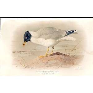  Great Black Headed Gull By Thorburn Birds 1855 97