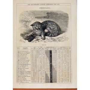   London Almanack February 1873 Wild Cat Antique Print