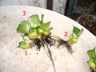 20 WATER HYACINTHS BIO FILTERS POND PLANTS Eichhornia crassipes 