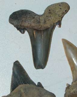   Scapanorhynchus Goblin Cretaceous Shark Teeth Tooth Mississippi  