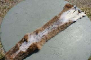 Bobcat pelt Missouri Lrg hide tanned fur trapper skin ~  