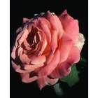 Nature Hills Nursery Rose   Chicago Peace   Hybrid Tea #3 Container