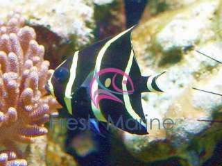 French Angel Fish Live Saltwater Fish Coral Juv  