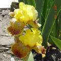   , vivid canary Yellow Standards, Yellow Falls with Chocolate stripes