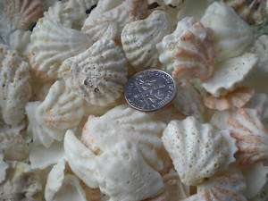Kitten Paw Sea Shells Lot 100  
