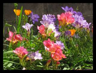 20 FREESIA MIXED SUMMER FLOWERING GARDENING BULBS  