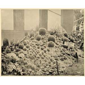  1893 Chicago Worlds Fair Mexico Cactus Garden Print 