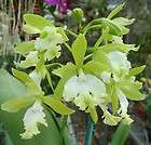 Orchid Plant Epc Hanna Roberts. Flowering size. Tall spike of white 