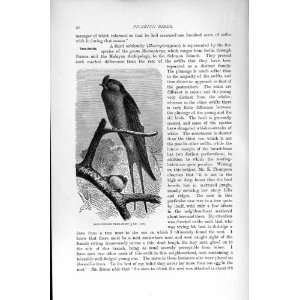   NATURAL HISTORY 1895 LONG WINGED TREE SWIFT BIRD PRINT