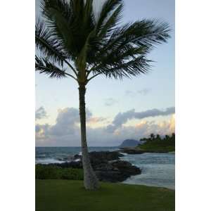  Ko Olina Palm Tree HUGE Art Photo Oahu Hawaii Surfing By 