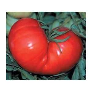  20 + Watermelon Beefsteak Tomato Seed By Duncan Seed 