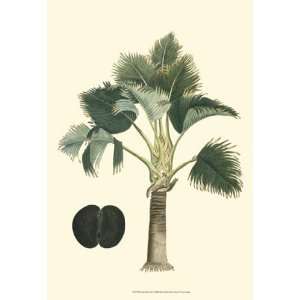  Exotic Palms III   Poster by Vision studio (13x19)
