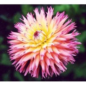   Semi Cactus Dahlia   2 Tubers   Pink & Yellow Patio, Lawn & Garden