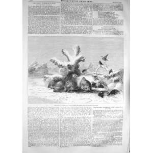 1857 COVEY PARTRIDGE BIRDS WOLF ANTIQUE PRINT 
