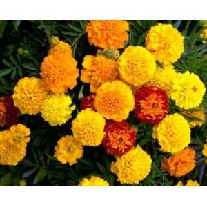    French Petite Mixed Marigold Seed Pack Patio, Lawn & Garden