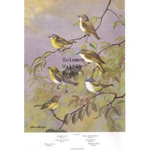   American Birds) Cedar & Bohemian Waxing, Migrant & Northern Strike