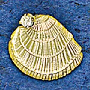   14K Gold Small Barred Venus Nautical Pendant