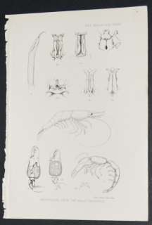 Group of 22 Zoological Society 1880s Prints. Sea Life  