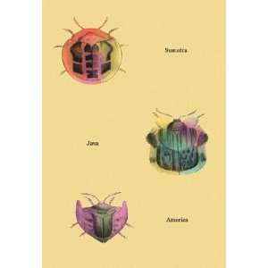   Beetles of Sumatra Java and America #2 24x36 Giclee