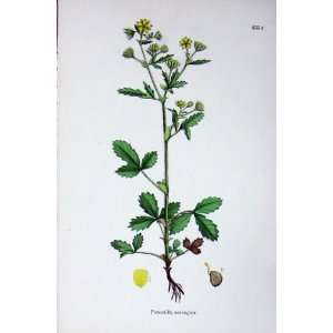  Potentilla Norvegica Botany Plants C1902 Colour Print 