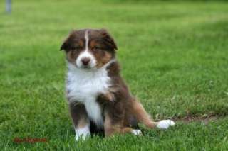 Australian Shepherd Welpen in Hessen   Flieden  Hunde & Zubehör 