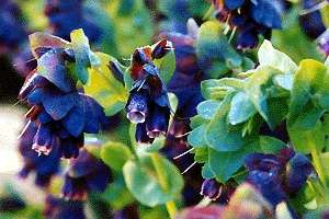Cerinthe   Purple Shrimp Plant, Blue Wax Flower Seeds  