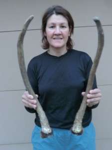 Elk Antlers Antler horns deer shed Taxidermy Decor Dog Chews Knife 