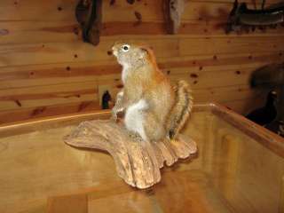 Beautiful Adorable Eurasian Red Squirrel Taxidermy Mount Art Wildlife 
