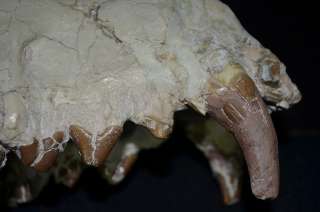 Very Rare Hyaenodon horridus Skull, Badlands South Dakota, Oligocene 