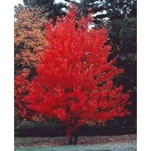 Kanadischer Rotahorn   Acer rubrum   Samen  Garten