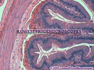 Under 4x Objective Frog Small Intestines