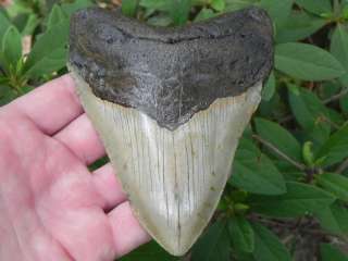 Megalodon fossil shark tooth teeth KILLER GIANT   