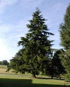 RIESENTANNE   ABIES GRANDIS   SCHNELLWÜCHSIG   30 SAMEN  