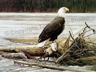 Bald Eagle Catching A Fish Original Canvas Oil Painting  