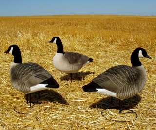 AVERY GHG FFD LESSER CANADA GOOSE ACTIVE DECOYS NEW  