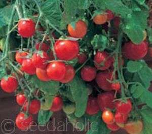 Cherry Tomato “Garden Pearl” Cascading   30 Seeds  