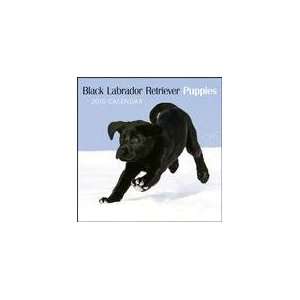  Black Labrador Retriever Puppies 2010 Wall Calendar 