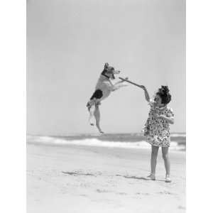 Wire Haired Terrier Dog Jumping in the Air To Catch a Stick Held By 