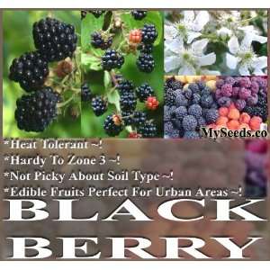 20 Blackberry Fruit Shrub Seeds Rubus Allegheniensis NOT PICKY ABOUT 