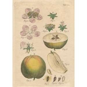   John Miller Botanical Studies from 1779. Poster print.